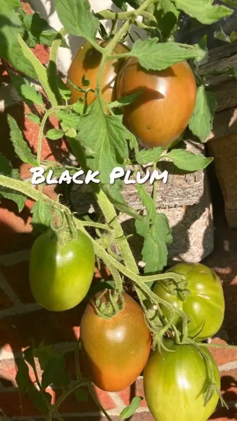 Tomaten: Black Plum