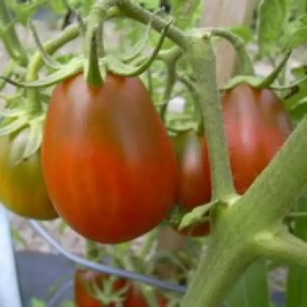 Tomaten: Black Plum