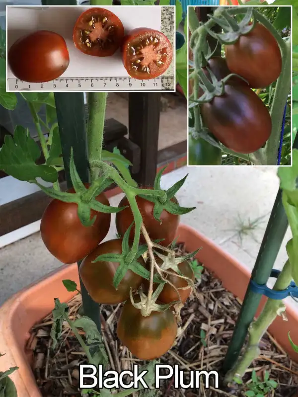 Tomaten: Black Plum