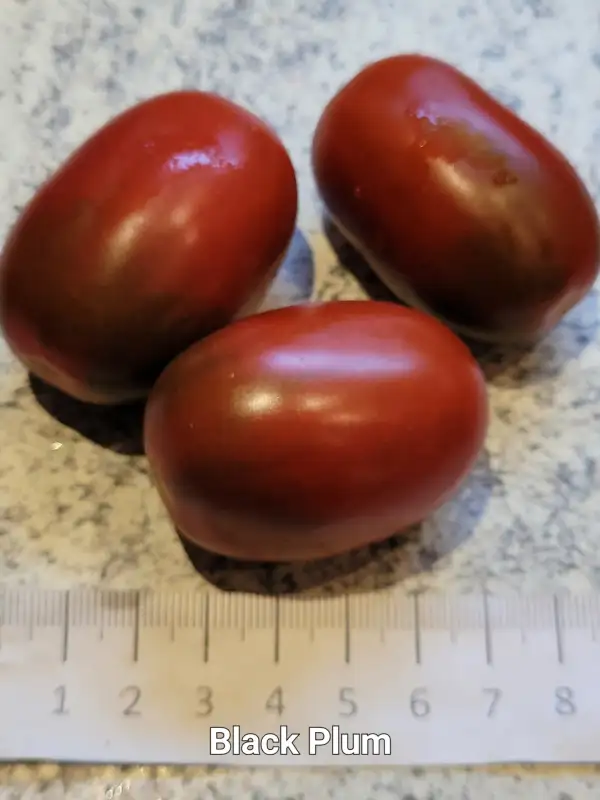 Tomaten: Black Plum Tomate