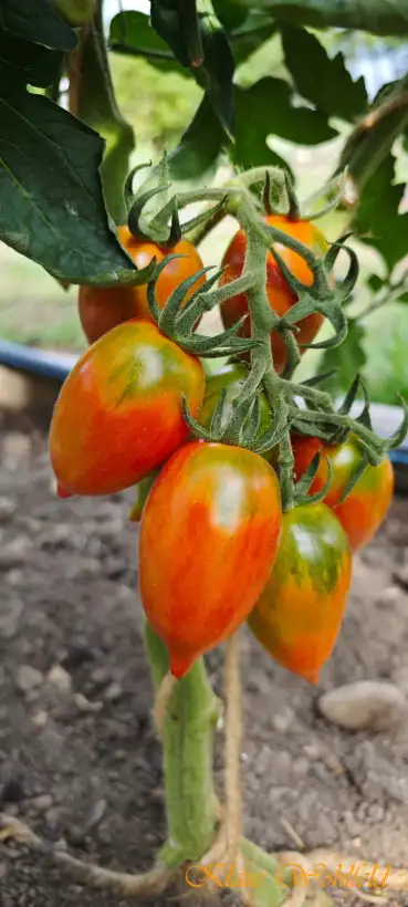 Tomaten: Black Plum x Zitrone