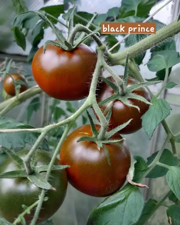 Tomaten: Black Prince