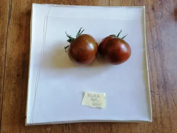 Tomaten: Black & red boar#