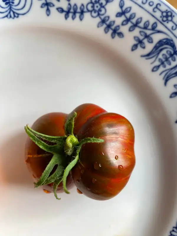 Tomaten: Black&Red Boar