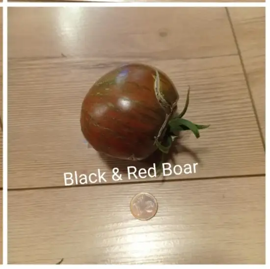 Tomaten: Black&Red Boar