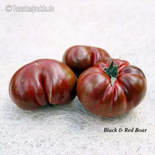 Tomaten: Black Red +Boar