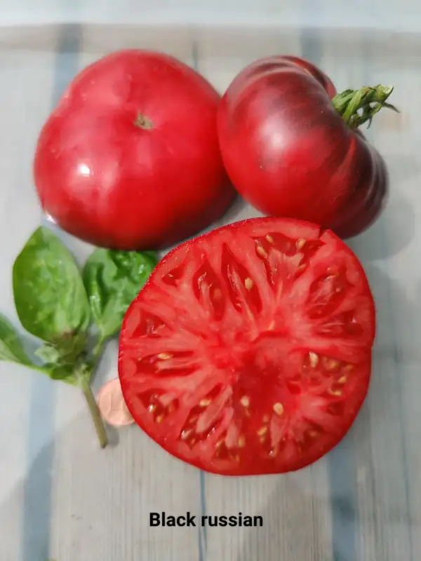 Tomaten: Black Russian