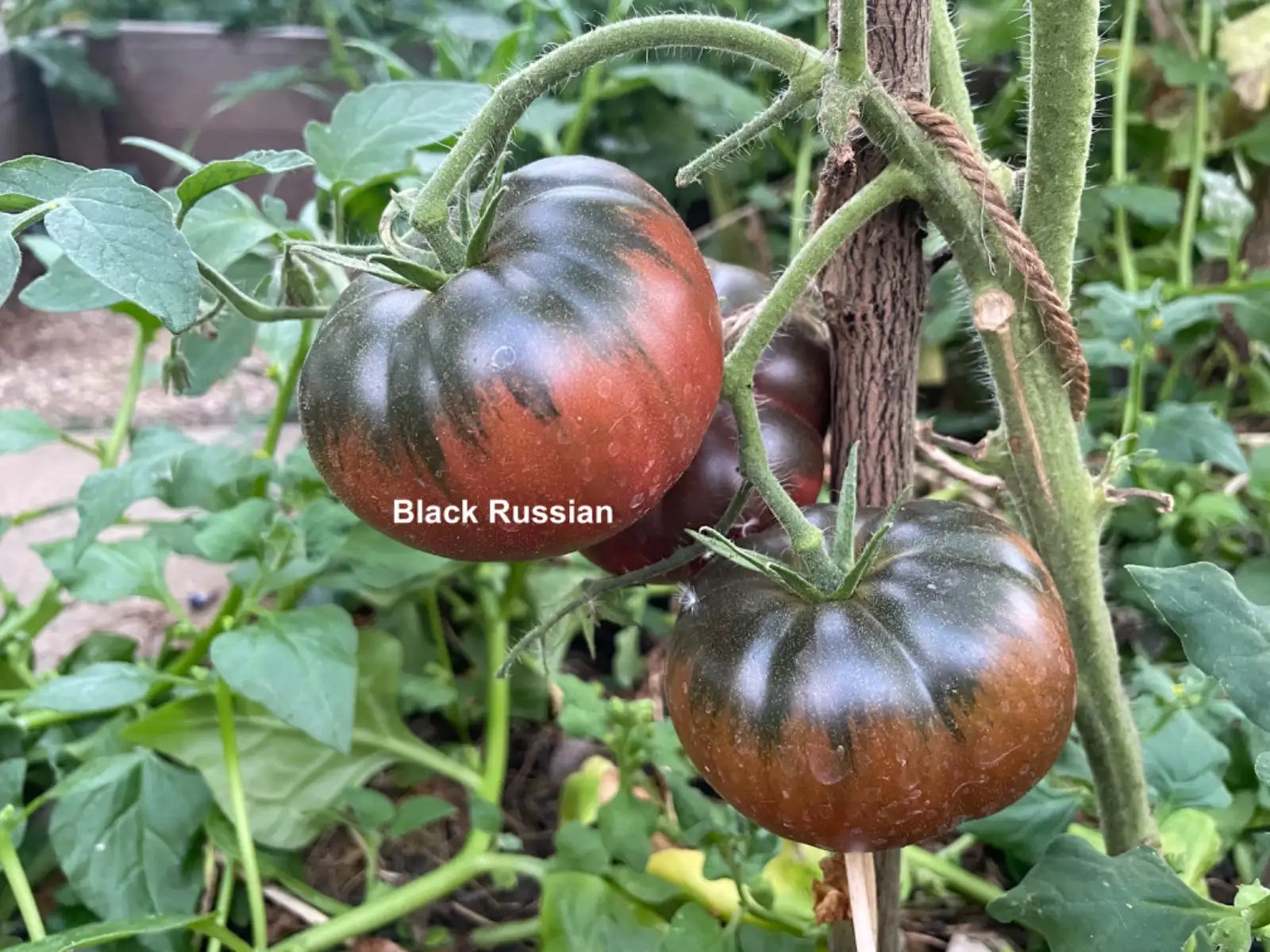 Tomaten: Black Russian 2024 uv