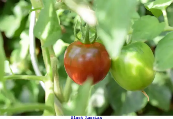 Tomaten: Black Russian