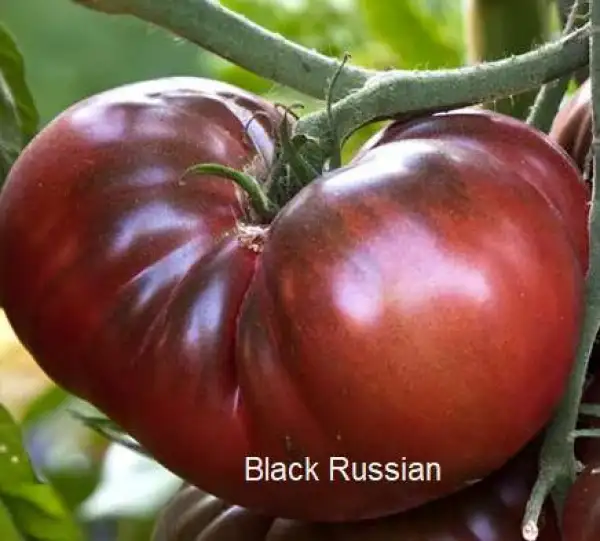 Tomaten: Black Russian