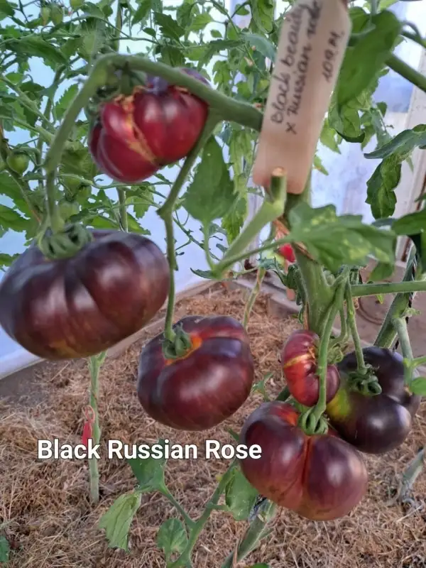 Tomaten: Black Russian Rose