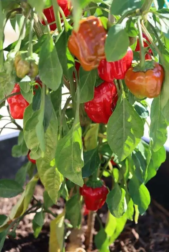 Chili / Paprika: Black Scorpion Tongue