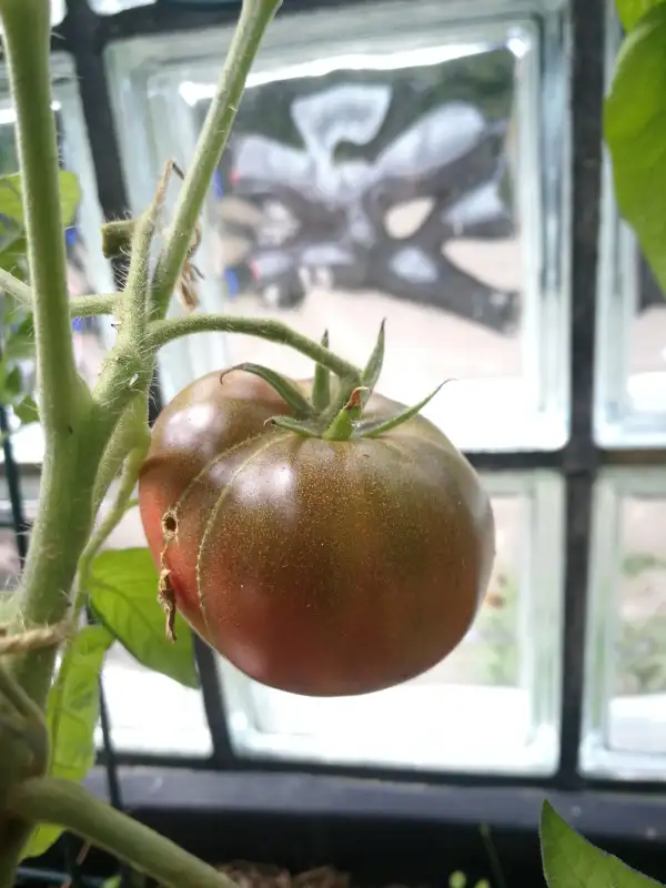 Tomaten: Black Seaman