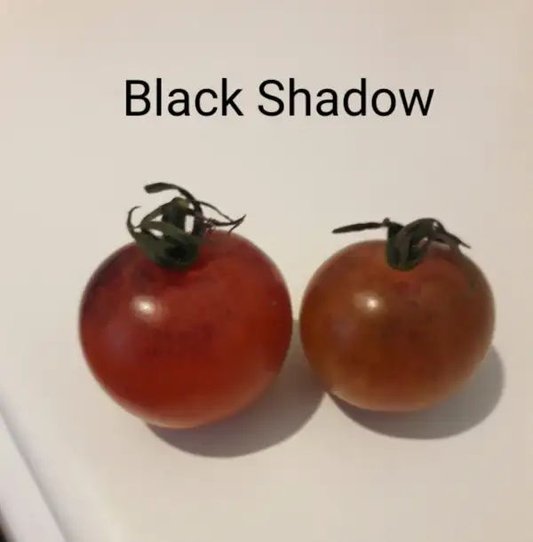 Tomaten: Black Shadow