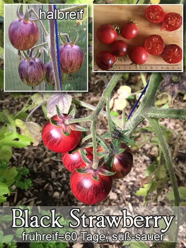 Tomaten: Black strawberry