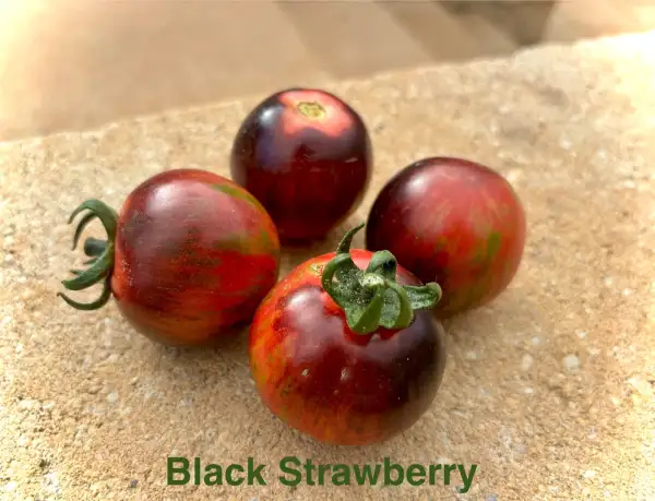 Tomaten: Black strawberry