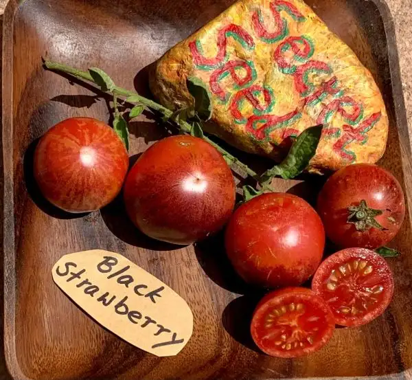 Tomaten: Black strawberry