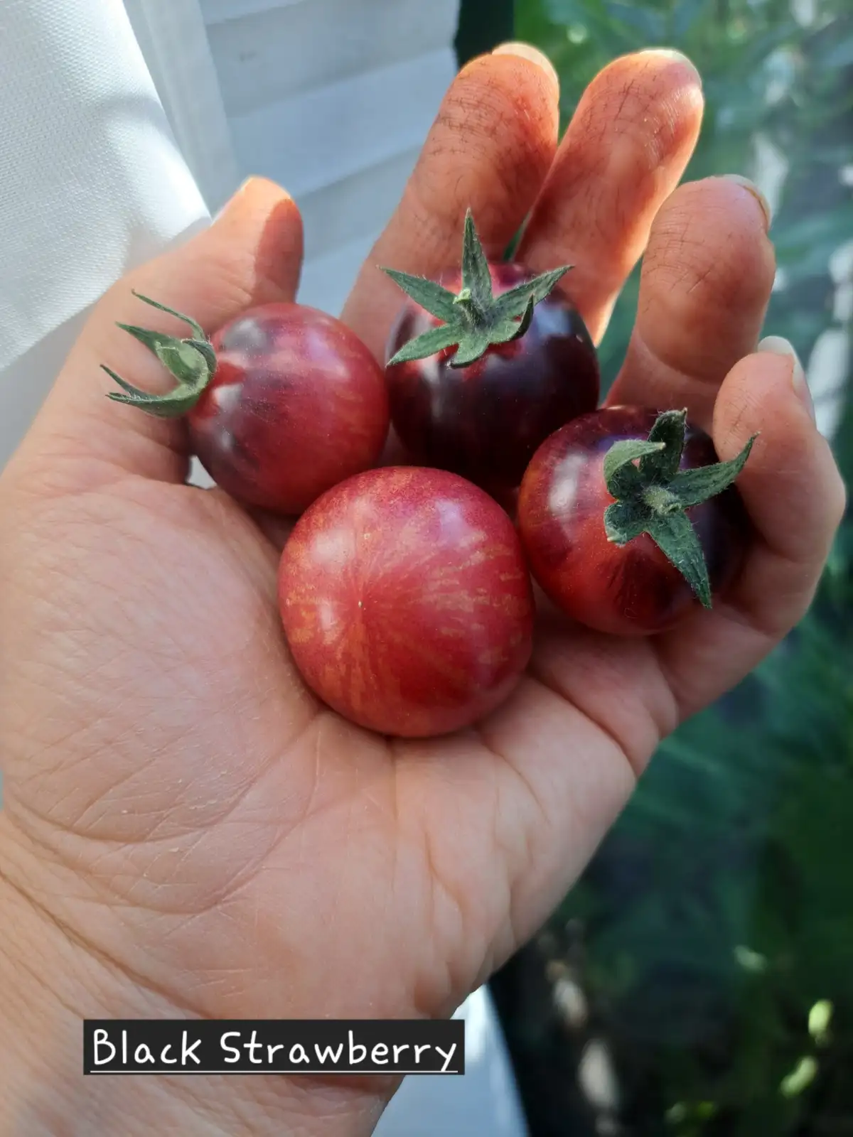 Tomaten: Black Strawberry 2025