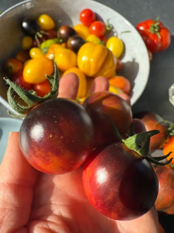 Tomaten: Black strawberry