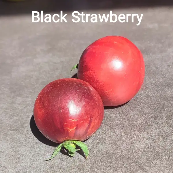 Tomaten: Black strawberry