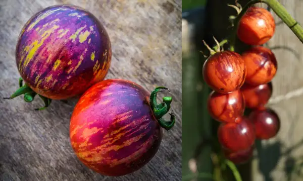 Tomaten: Black strawberry