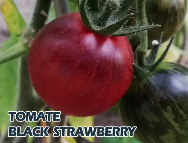 Tomaten: Black strawberry