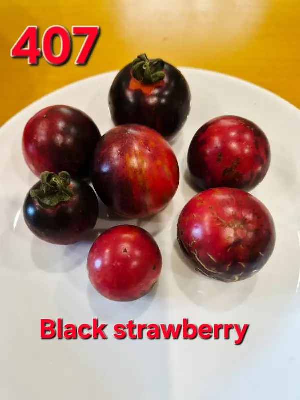 Tomaten: Black strawberry