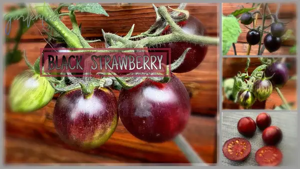 Tomaten: Black strawberry