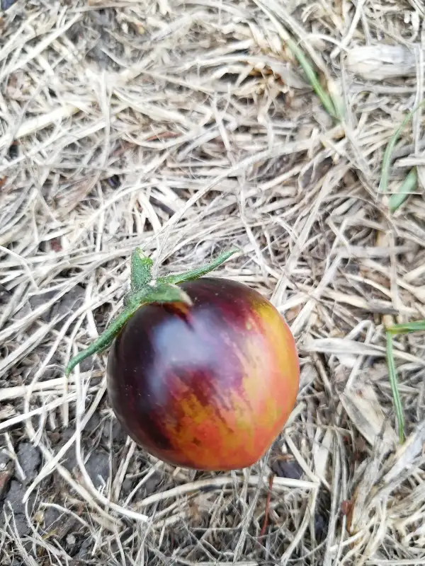 Tomaten: Black strawberry