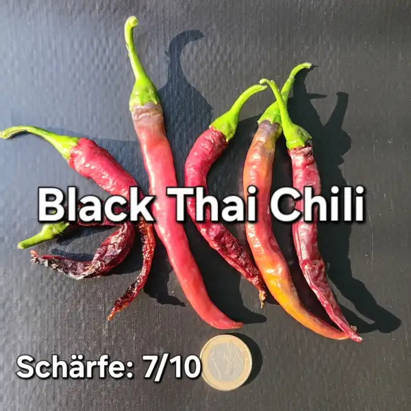 Chili / Paprika: Black Thai Chili (Schärfegrad 7)