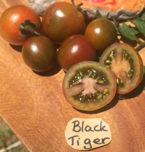 Tomaten: Black Tiger