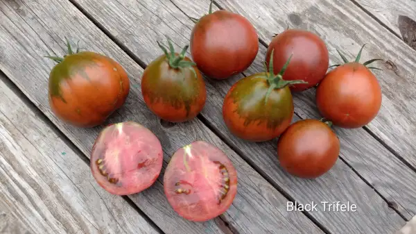 Tomaten: Black Trifele