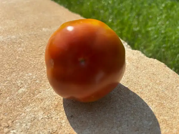 Tomaten: Black Truffle