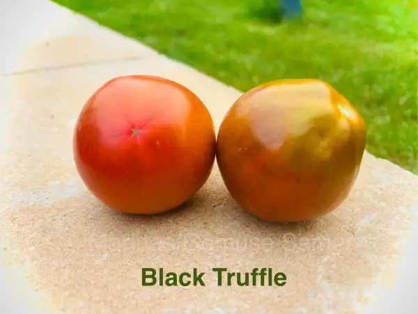 Tomaten: Black Truffle