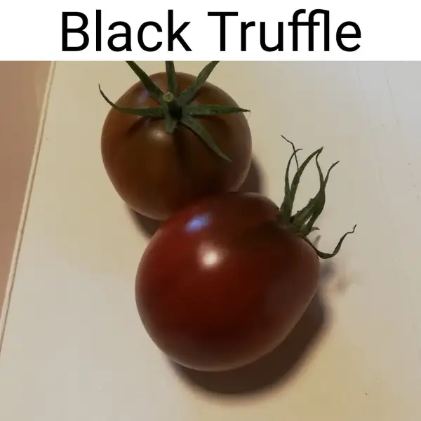 Tomaten: Black Truffle