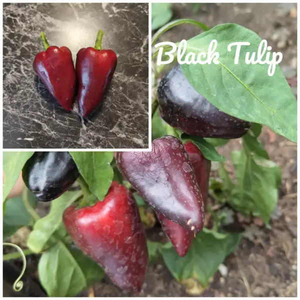 Chili / Paprika: Black Tulip (2024) Paprika