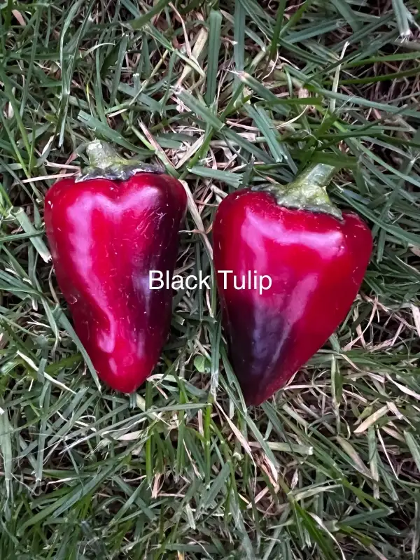 Chili / Paprika: Black Tulip