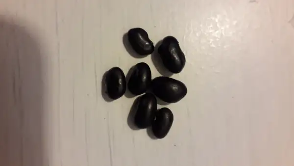 Bohnen: Black Turtle