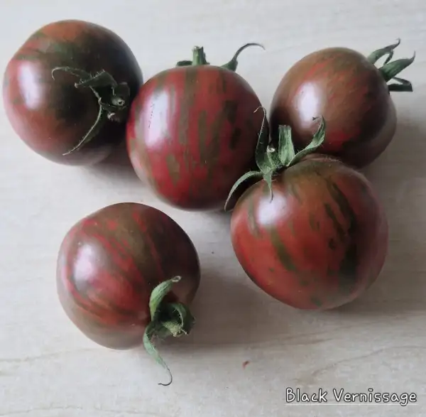 Tomaten: Black Vernissage