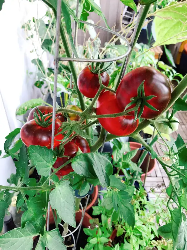 Tomaten: Black von Krim