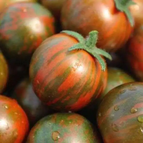 Tomaten: Black Zebra