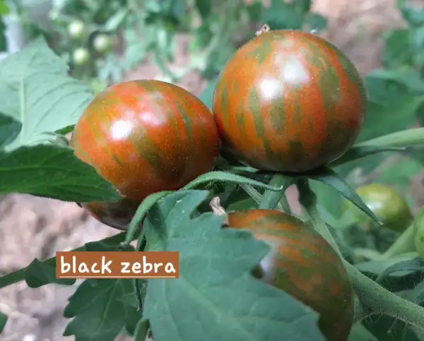 Tomaten: Black Zebra