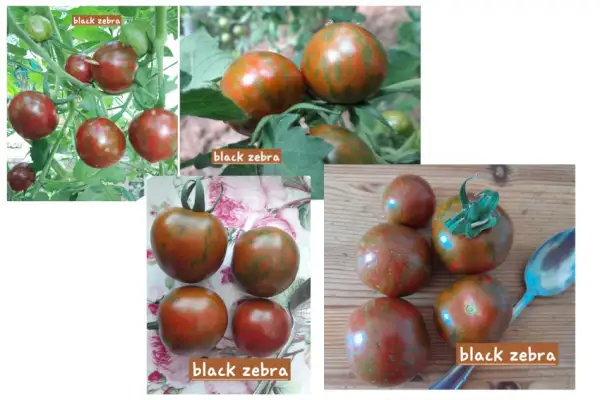 Tomaten: Black Zebra