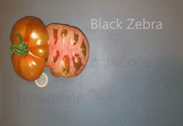 Tomaten: Black Zebra