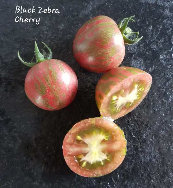Tomaten: Black Zebra Cherry