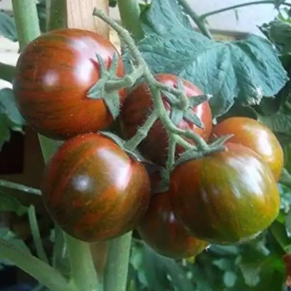 Tomaten: Black Zebra Cherry