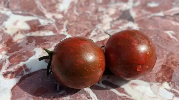 Tomaten: Black Zebra Cherry