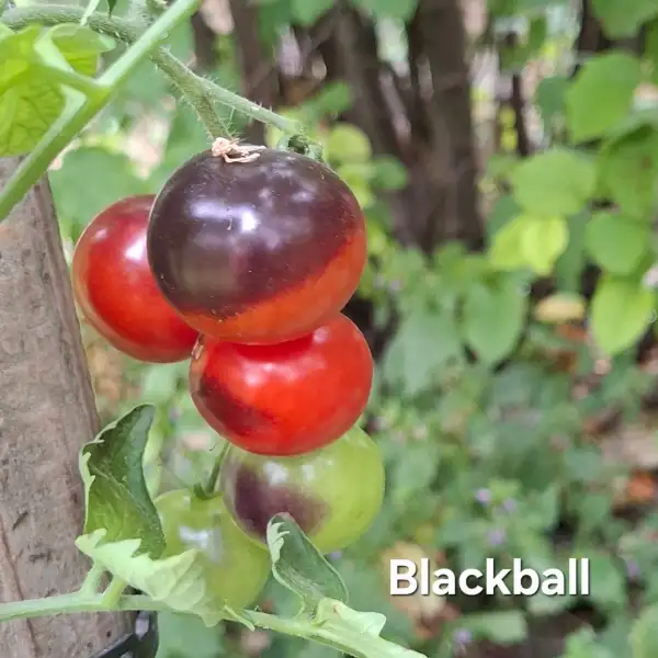 Tomaten: Blackball