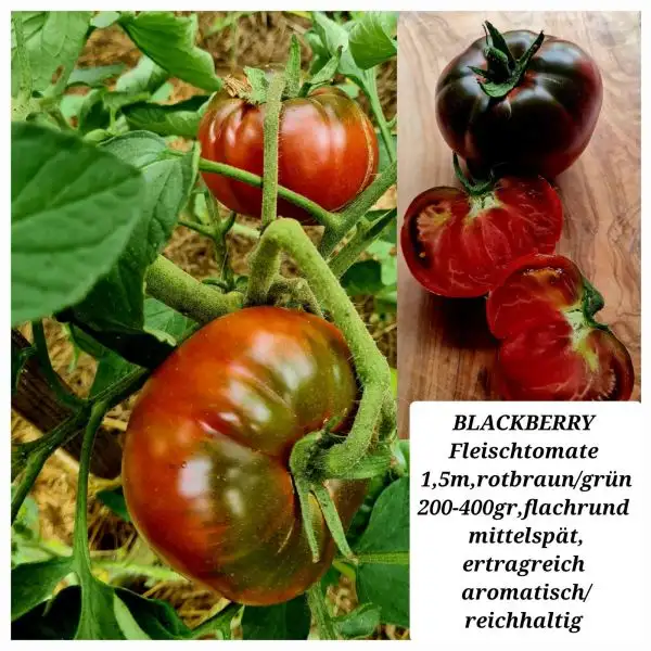 Tomaten: BLACKBERRY