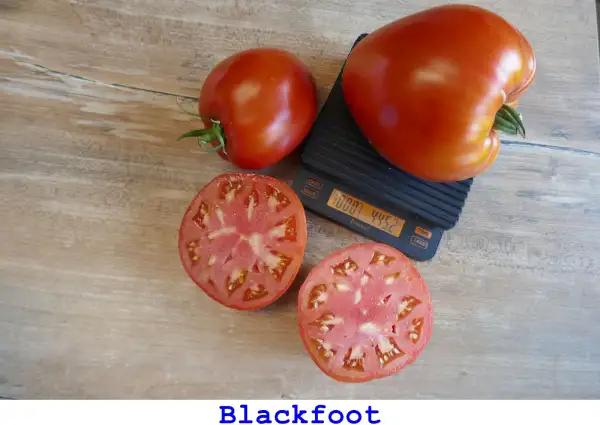 Tomaten: Blackfoot